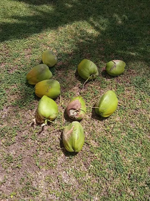 Yyy Lägenhet Cancún