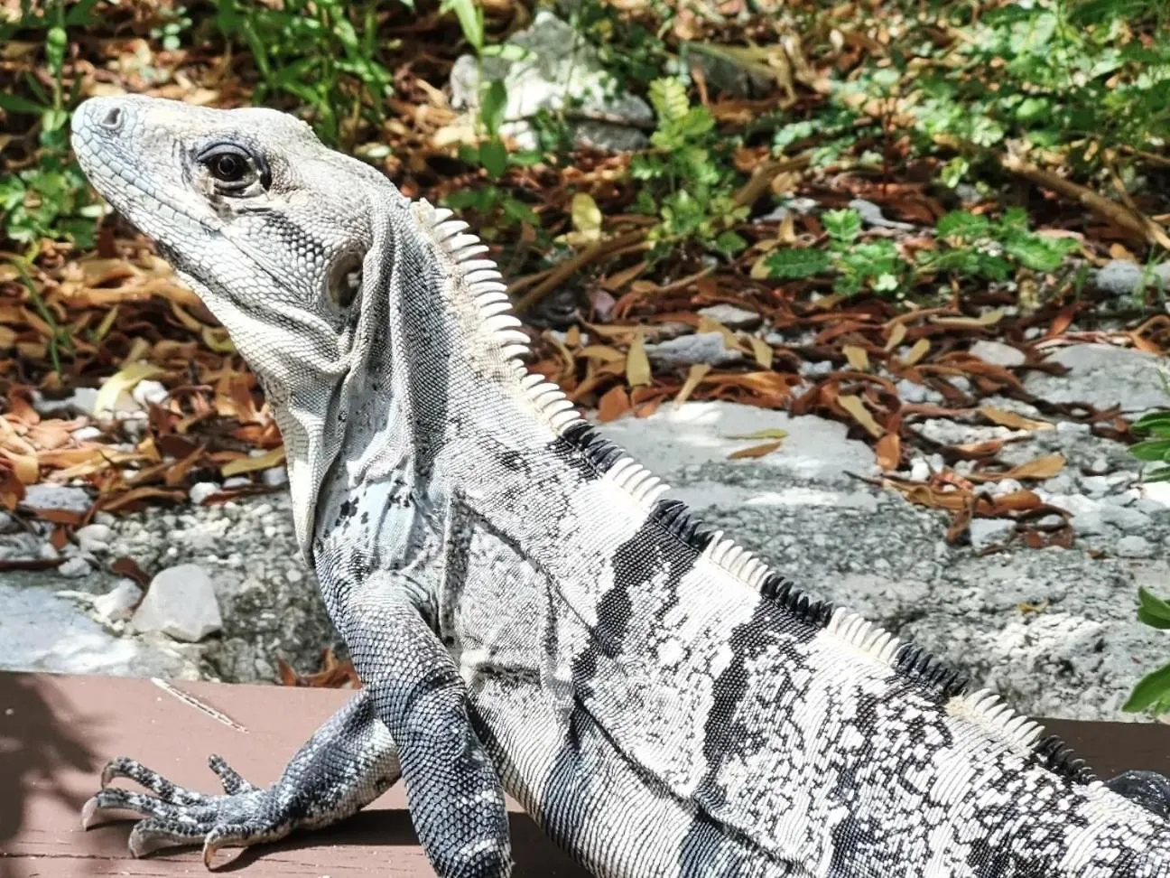 Yyy Lägenhet Cancún